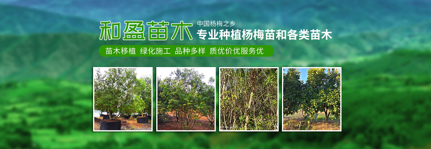 靖州和盈苗木有限公司-靖州縣斷根及移栽楊梅樹苗、桂花樹、柚子樹（黃金貢柚、紅心柚、沙田柚）、黃桃樹、大五星枇杷樹、美國紅楓、紅葉石楠、